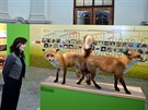 Nová interaktivní výstava olomouckého Vlastivdného muzea Milování v pírod...