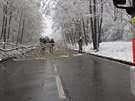 V Ostrav-Porub hasii odstraovali spadlý strom na silnici.
