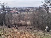 Nad Hostivařskou přehradou se pražské lesy snaží obnovit původní stromy, mezi...