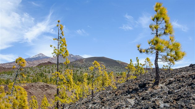 Borovice v nrodnm parku Teide