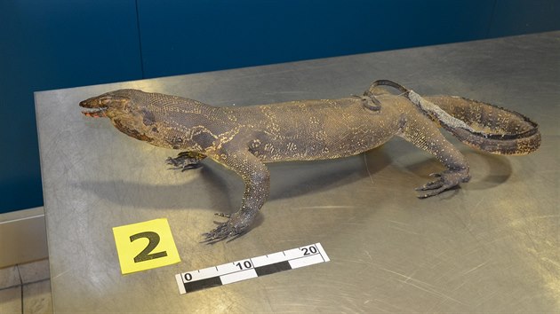 V rukou pra�sk�ch celn�k� kon�� leckdy chr�n�n� �ivo�ichov� i rostliny. �ast�m proh�e�kem je tak� pa�ov�n� v�robk� z chr�n�n�ch zv��at.