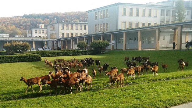 Do Thomayerovy nemocnice se chodí pást stádo muflonů z Krčského lesa (19.4.2017)