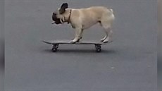 Pes na skateboardu bavil obyvatele Londýna