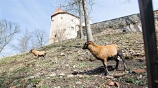 Nová nauná stezka v Bechyni provádí návtvníky po zákoutích mstského...