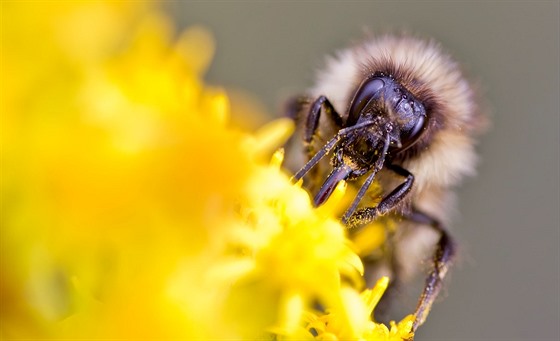 Včely podle entomologa kvůli chemii vymírají.