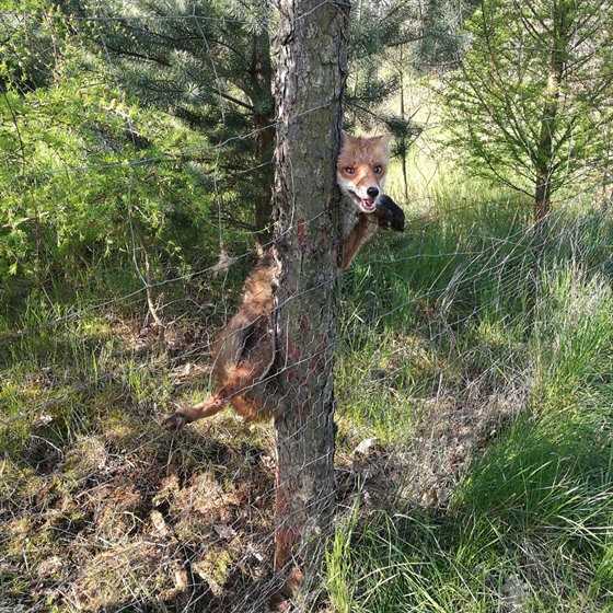 Strážníci zachraňovali lišku v Klánovickém lese, ta po krátkém šlofíku utekla...