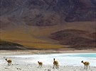 Sopka Juriques na hranici Bolívie a Chile