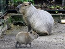 V brnnsk zoologick zahrad se narodila mal kapybara. Hlodavec vypad jako...
