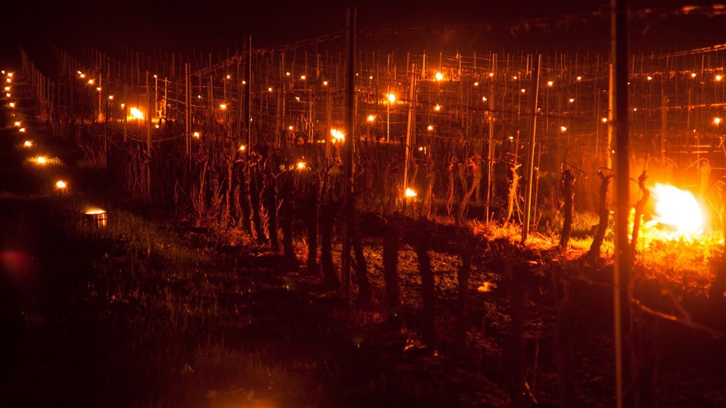 Kvůli mrazům vinaři zakládají ve vinicích ohně. Bojí se o úrodu.