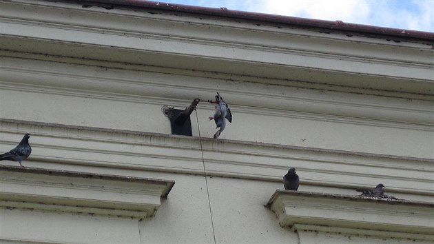Hasiči ve Vsetíně pomohli holubovi, který se zachytil do drátu pod střechou Besedního domu.