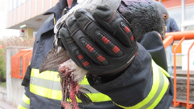 Hasiči ve Vsetíně pomohli holubovi, který se zachytil do drátu pod střechou Besedního domu.