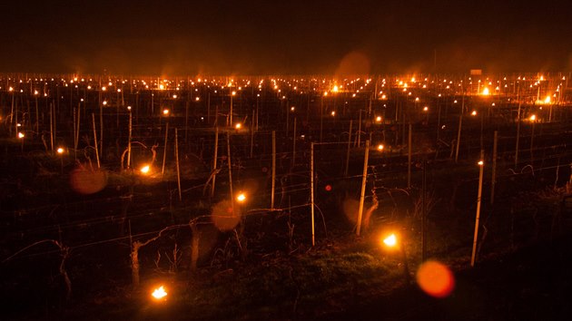 Kvli mrazm vinai zakldaj ve vinicch ohn. Boj se o rodu.