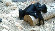 Ajabu je roní gorilí batole