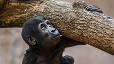 Roní Ajabu je zdatné, silné a zdrav otrkané gorilí mlád.
