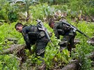 Kolumbijská policie nií pole s kokou. (29.3. 2017)