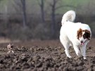 Na plemeni nezáleí. Tornjak pijme do rodiny jakéhokoliv psa, i malou ivavu.