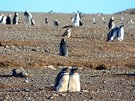 Tučňáci na ostrově Isla Magdalena, Patagonie.