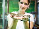 Krokodýlí zoo v Protivíně se může chlubit světovou raritou. Vylíhlo se tam...
