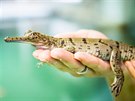 Krokod�l� zoo v Protiv�n� se m��e chlubit sv�tovou raritou. Vyl�hlo se tam...