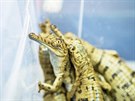 Krokod�l� zoo v Protiv�n� se m��e chlubit sv�tovou raritou. Vyl�hlo se tam...