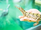 Krokod�l� zoo v Protiv�n� se m��e chlubit sv�tovou raritou. Vyl�hlo se tam...