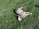 Ovce stren vlkem na Broumovsku na pelomu dubna a kvtna 2017