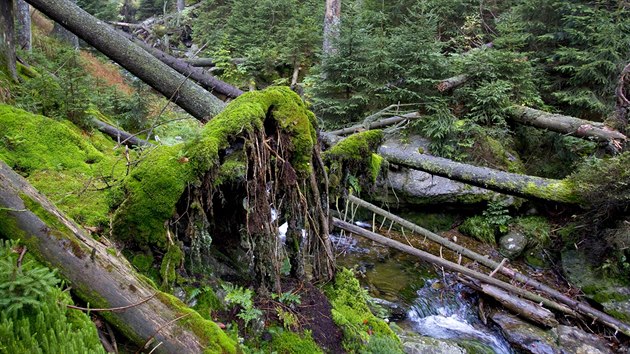 Národní rezervace Bílá strž. Bílý potok zde vytvořil jednu z nejhlubších strží na Šumavě a nachází se zde nejvyšší vodopád těchto hor.