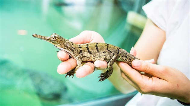 Krokodýlí zoo v Protivíně se může chlubit světovou raritou. Vylíhlo se tam vylíhlo 14 mláďat kriticky ohroženého gaviála indického. Dvacet vajec snesla 6. března čtyřicetiletá samice Ganga (5. května 2017)