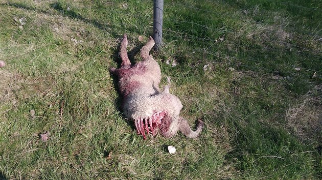 Ovce stržená vlkem na Broumovsku na přelomu dubna a května 2017