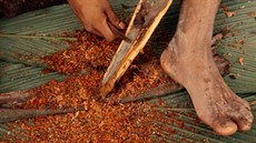 Na výrobu slavného šípového jedu kurare je potřeba kůra, kořen a listy keře s...
