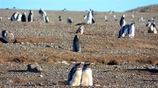 Tučňáci na ostrově Isla Magdalena, Patagonie.