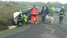 U Sta�kova se st�etly t�i �idi�ky. Dv� z nich p�evá�ely psy. (8. kv�tna 2017)