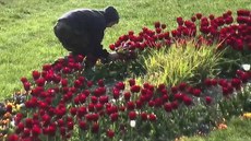 Trojice vandal vzala v parku útokem okrasný záhon tulipán.