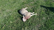 Ovce strená vlkem na Broumovsku na pelomu dubna a kvtna 2017