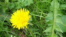 Smetánka lékaská (Taraxacum officinale)