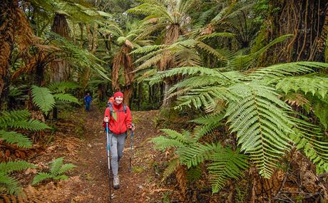 Whirinaki Track