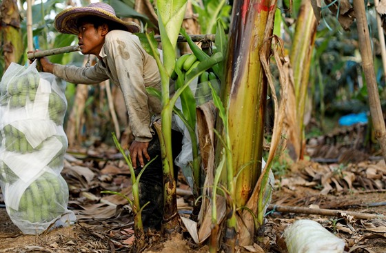 Čínští investoři do Laosu přinesli velké peníze, pěstování banánů za použití...