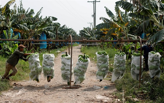 Banánová plantáž v Laosu