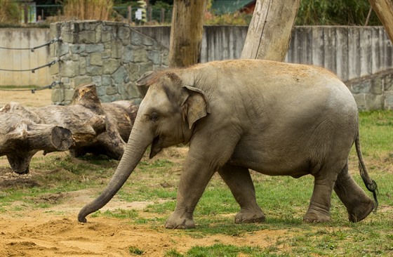 estiletá sloní samika Rashmi z ostravské zoo má nadváhu, mla by shodit ti...