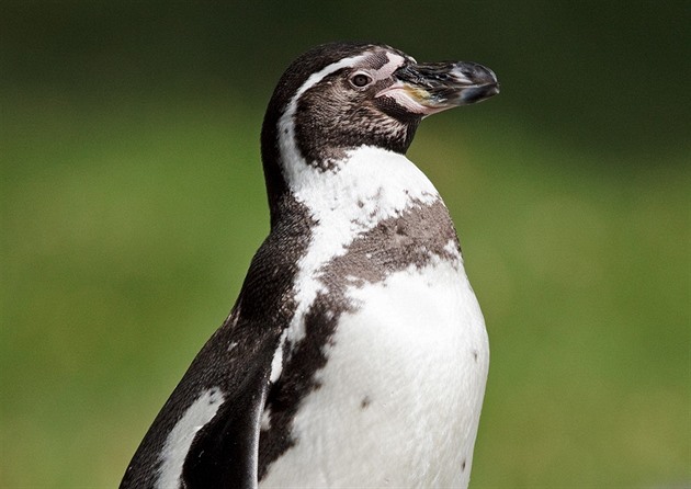 Tuáci si na dobu hnízdní vyhrabávají nory napíklad v tlustých vrstvách...