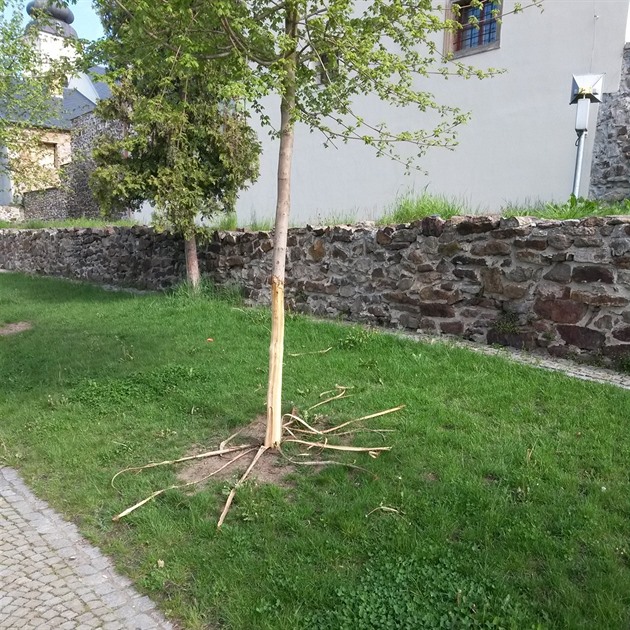 Pokozený strom v zámeckém parku v Moravské Tebové 
