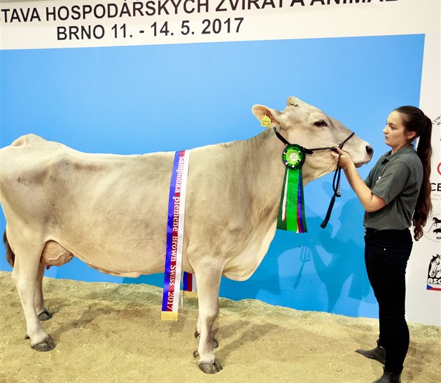 Ptiletá kráva Popelka získala na Národní výstav hospodáských zvíat v Brn...