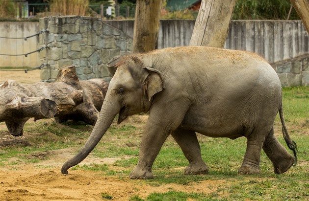 estiletá sloní samika Rashmi z ostravské zoo má nadváhu, mla by shodit ti...