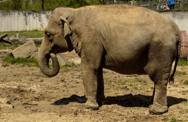 V ostravské zoo se blíí porod slonice Vishesh.