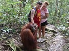 Jsou to mazlíci! Bukoit Lawang nabízí velmi pokivený obraz orangutan.