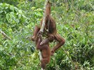Orangutani za to stojí.