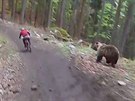Medvd hndý pekvapil cyklisty v bike parku Malino Brdo na severu Slovenska.
