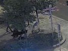 Ti lidé nechali v Praze 5 svého psa, aby zniil strom. Hledá je policie...