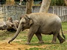 estilet slon samika Rashmi z ostravsk zoo m nadvhu, mla by shodit ti...