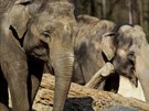 V ostravsk zoo se bl porod slonice Vishesh (na snmku v poped).